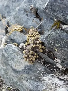 Cushion Saxifrage thumbnail 3