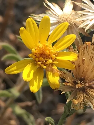 Heterotheca cinerascens