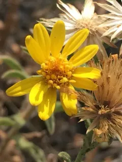 Heterotheca cinerascens thumbnail 1