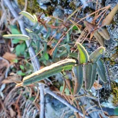 purple-stem cliffbrake thumbnail 2