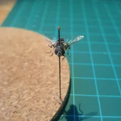 Black-shouldered Drone Fly thumbnail 3