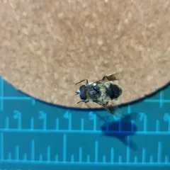 Orange-spotted Drone Fly thumbnail 2