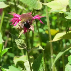 Eastern Carpenter Bee thumbnail 2