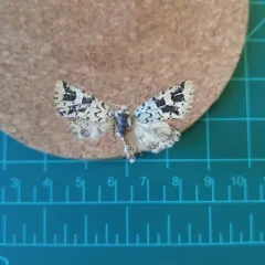 Comstock's Sallow thumbnail 2