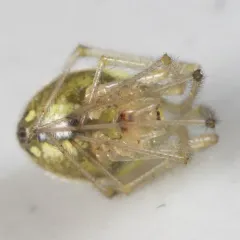 Common candy-striped spider thumbnail 3