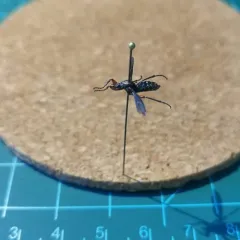 Lovebug thumbnail 2