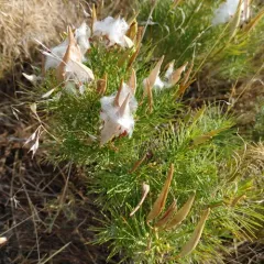 plains milkweed thumbnail 1