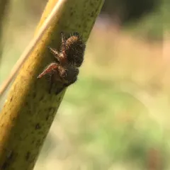 Grayish Jumping Spider thumbnail 3