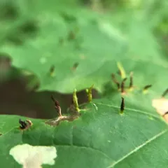 Maple Spindle Gall Mite thumbnail 3