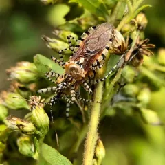 Ringed Assassin Bug thumbnail 1