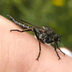 Shiny-sided Bladetail thumbnail 3