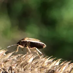 Neottiglossa undata thumbnail 4