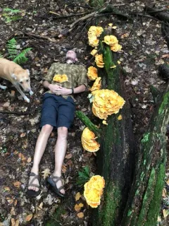 Laetiporus huroniensis thumbnail 3