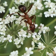 Wily Field Ant thumbnail 3