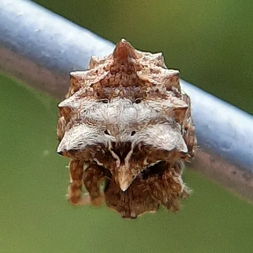 Starbellied Orbweaver