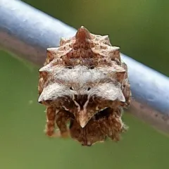 Starbellied Orbweaver thumbnail 1
