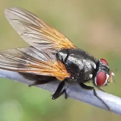 Mesembrina latreillii thumbnail 2