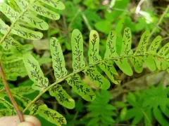 Cryptomycina pteridis thumbnail 2