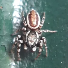 Common white-cheeked jumping spider thumbnail 1