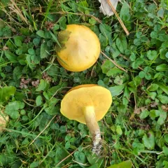 Dotted-stalked Suillus thumbnail 3