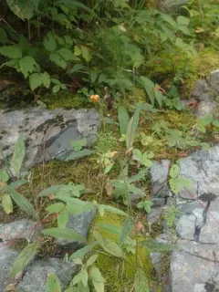 Robinson's Hawkweed thumbnail 2