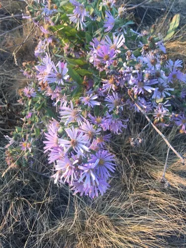 Jessica's Aster