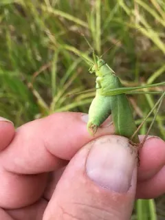 Curve-tailed Bush Katydid thumbnail 2