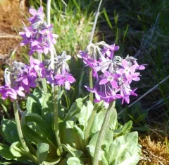 Arctic Primrose thumbnail 3