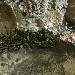 blackmat splashzone moss thumbnail 1