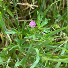 Cut-leaved crane's-bill thumbnail 3