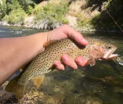 Rocky Mountain Cutthroat Trout thumbnail 3
