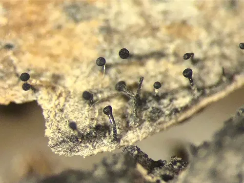 Chaenothecopsis pusilla