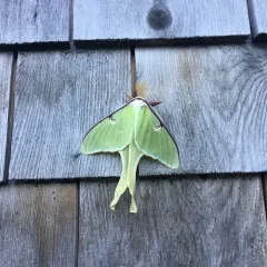 North American Luna Moth thumbnail 2