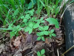 Boreal Bedstraw thumbnail 4