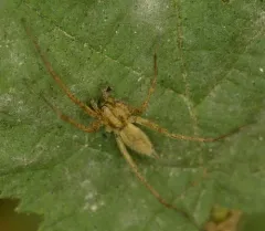 Agelenopsis oregonensis thumbnail 2