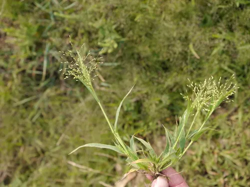 Gattinger's panic grass