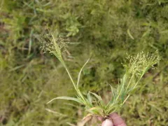 Gattinger's panic grass thumbnail 1