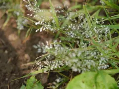 Frank's Lovegrass thumbnail 2