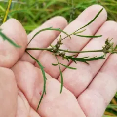 bulblet-bearing water hemlock thumbnail 2