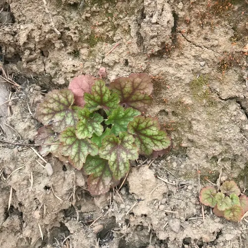 crevice alumroot