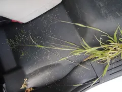 Philadelphia panic grass thumbnail 2