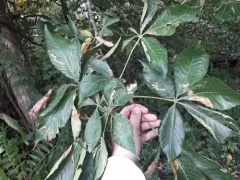 Phytomyza aesculi thumbnail 2