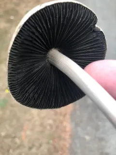 Panaeolus antillarum thumbnail 2