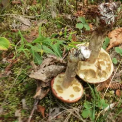 Red-capped Scaber Stalk thumbnail 2