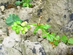 Limestone Scurvy-grass thumbnail 3
