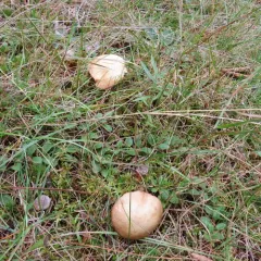 Dotted-stalked Suillus thumbnail 4