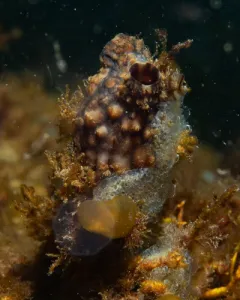 Jelly Crust Tunicate thumbnail 3