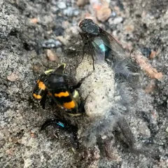 Tomentose Burying Beetle thumbnail 4