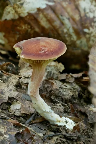 Phylloporus bellus