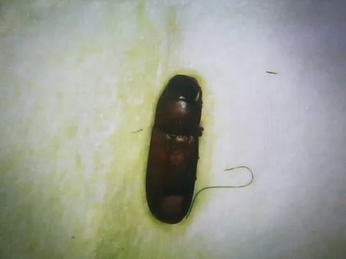 Red Flour Beetle